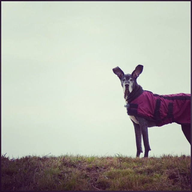 The #flyingnun returns!  From 2 years ago today. #dog #greatdane